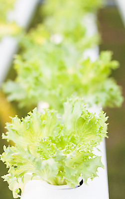 포토 JPG 해외이미지 식물 음식 다이어트 채소 재료 자연 건강 요리 사람없음 초록색 농장 정원 샐러드 흰색 신선 맛 유기농 날것 빙산 섬유 내추럴 해외202004 해외포토 웰빙 컬러 컨셉 농업 직물 생태계 파일형식 이미지허브