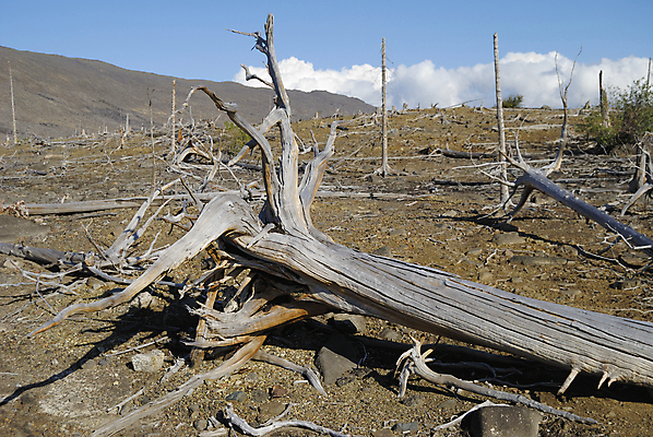 포토 JPG 해외이미지 나무 식물 자연 하늘 산 건조 풍경 사람없음 목재 환경 회색 죽음 숲 뿌리 생태학 옛날 해외202004 해외포토 교육 컬러 재료 생태계 파일형식 이미지허브