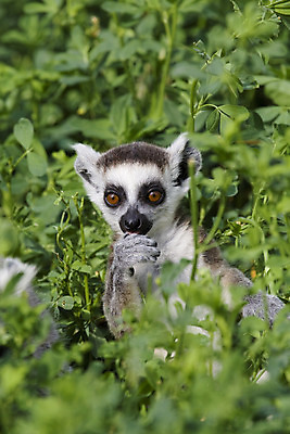 포토 JPG 해외이미지 동물 응시 야생동물 포유류 자연 털 동물원 사람없음 야외 노란색 검은색 회색 흰색 관찰 노려봄 여우원숭이 해외202004 해외포토 멸종위기종 시선 컬러 모션 표정 원숭이 생태계 파일형식 이미지허브