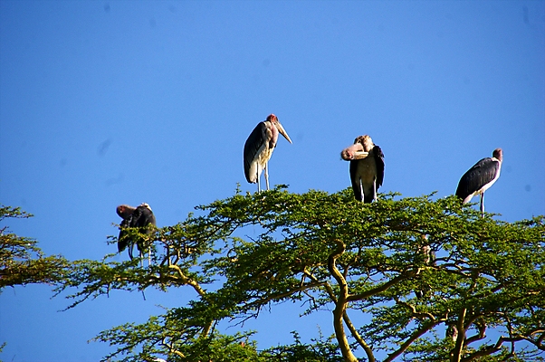 포토 JPG 해외이미지 동물 야생동물 아프리카 조류 사람없음 배고픔 사파리 탄자니아 해외202004 해외포토 나라 파일형식 이미지허브