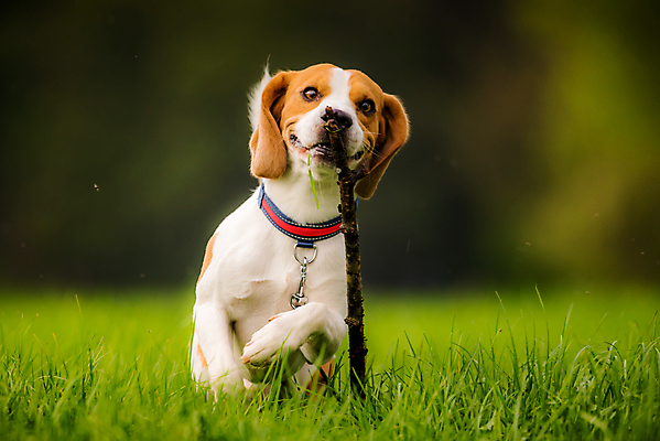 포토 JPG 해외이미지 동물 공원 행복 얼굴 밭 포유류 자연 사람없음 야외 목재 초록색 반려동물 달리기 머리 카메라 점프 봄 막대기 개 강아지 비글 기르기 유래 해외202004 해외포토 나무 계절 공공시설 감정 컬러 농업 재료 모션 신체부위 전자제품 생태계 돌봄 파일형식 이미지허브