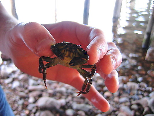 포토 JPG 해외이미지 나무 꽃 잎 사람없음 초록색 봄 게 흰색 하트 나무껍질 해외202004 해외포토 모양 식물 계절 컬러 갑각류 껍질 파일형식 이미지허브