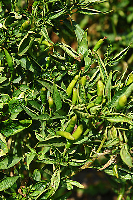 포토 JPG 해외이미지 나무 식물 아시아 음식 줄기 백그라운드 잎 밭 농업 다이어트 채소 과일 재료 자연 고추 파프리카 건강 사람없음 빨간색 초록색 농작물 농장 정원 수확 성장 시골 신선 뜨거움 맛 땅 향신료 유기농 원예 매움 후추 내추럴 꼬투리 밭일 숙성 페퍼로니 해외202004 해외포토 웰빙 나라 산업 컬러 컨셉 취미 소시지 생태계 향미료 파일형식 이미지허브