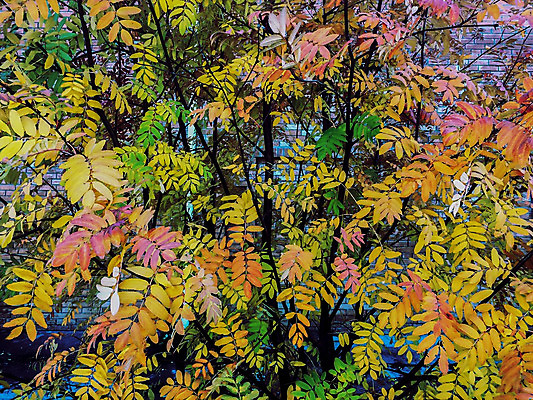 포토 JPG 해외이미지 나무 식물 계절 공원 열매 백그라운드 잎 자연 하늘 추상 풍경 사람없음 야외 목재 빨간색 초록색 여름 컬러풀 갈색 노란색 정원 보라색 검은색 가을 나뭇가지 황금 숲 9월 다발 질감 내추럴 해외202004 해외포토 공공시설 컬러 무늬 재료 날짜 생태계 파일형식 이미지허브