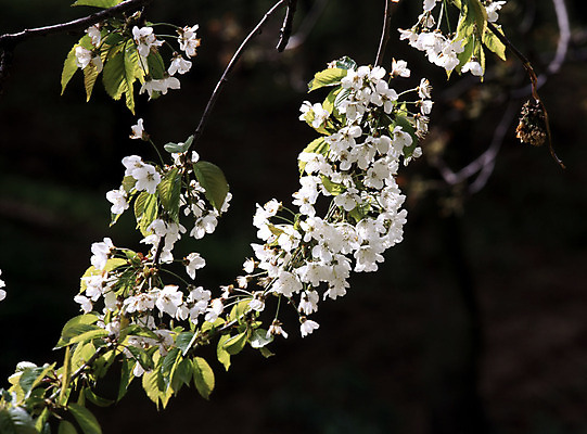 포토 JPG 해외이미지 나무 계절 꽃 자연 사람없음 봄 벚꽃 개화 체리 해외202004 해외포토 식물 과일 생태계 파일형식 이미지허브