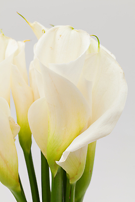 포토 JPG 해외이미지 식물 꽃잎 꽃 길 꽃다발 백그라운드 잎 꽃무늬 자연 발렌타인데이 선물 사랑 씨앗 사람없음 장식 초록색 컬러풀 벚꽃 흰색 신선 원형 우아함 혼합 백합 배열 묘사 질감 내추럴 고립 해외202004 해외포토 도형 감정 컬러 컨셉 무늬 데이이벤트 생태계 파일형식 이미지허브