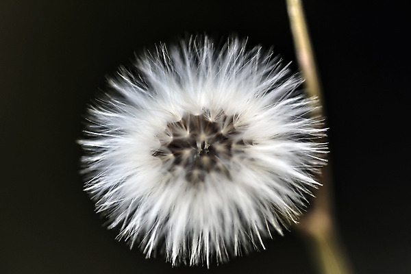 포토 JPG 해외이미지 식물 계절 꽃 친절 선물 사랑 취미 사람없음 물 컬러풀 평화 힘 봄 활발 습기 에너지 자유 성장 시골 인사 신선 개화 수분 순수 원예 꽃가루 부드러움 꿀 완전 해외202004 해외포토 자연요소 감정 컬러 컨셉 예절 감각 가루 파일형식 이미지허브