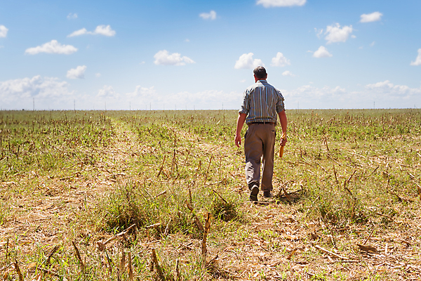포토 JPG 해외이미지 식물 손 남자 도로 음식 밭 농업 자연 옥수수 한명 야외 초록색 농작물 농장 걷기 수확 시골 업무 농부 밭일 숙성 해외202004 해외포토 직업 1 산업 길 컬러 교통시설 모션 곡류 사람 신체부위 작업 생태계 파일형식 이미지허브