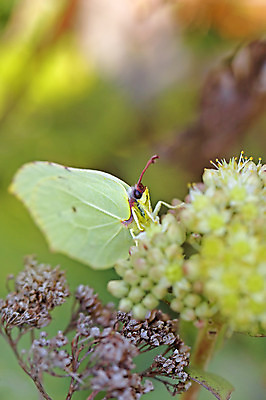포토 JPG 해외이미지 식물 계절 공원 꽃잎 꽃 나비 곤충 꽃무늬 자연 노르웨이 사람없음 야외 초록색 여름 노란색 평화 정원 보라색 봄 성장 벚꽃 흰색 공작 숲 꽃집 순수 묘사 내추럴 해외202004 해외포토 동물 공공시설 유럽 컬러 컨셉 무늬 조류 상점 생태계 파일형식 이미지허브