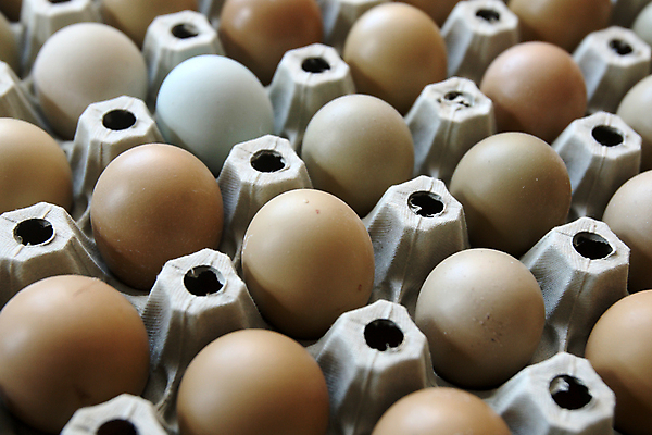 포토 JPG 해외이미지 동물 남자 야생동물 음식 자연 조류 사람없음 빛 갈색 껍질 아침식사 농부 땅 꿩 수탉 추적 단백질 해외202004 해외포토 직업 컬러 모션 사람 식사 닭 수컷 생태계 영양소 파일형식 이미지허브