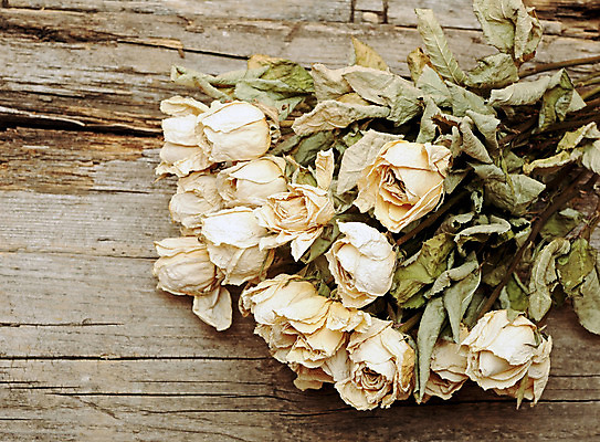 포토 JPG 해외이미지 식물 디자인 꽃 종이 줄기 꽃다발 백그라운드 잎 꽃무늬 자연 표면 날씨 건조 발렌타인데이 미술 사람없음 목재 장미 갈색 우주 쪽지 공백 수확 골동품 벚꽃 거친 메시지 역사 질감 복고 페이지 공지사항 시트 시들음 그런지 옛날 해외202004 해외포토 나무 컬러 무늬 농업 재료 데이이벤트 문화예술 생태계 파일형식 이미지허브