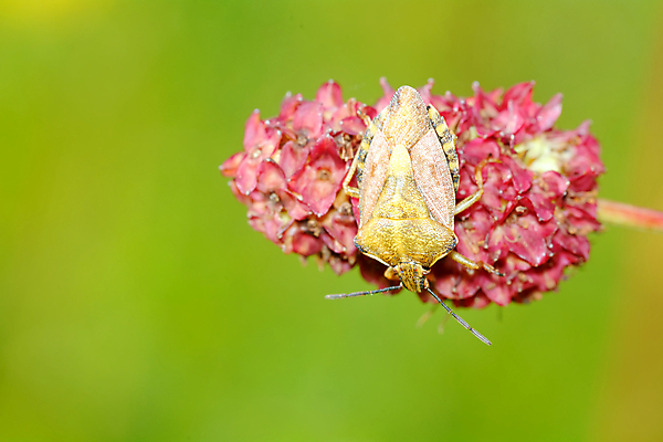 포토 JPG 해외이미지 나무 식물 꽃 곤충 백그라운드 잎 자연 사람없음 빨간색 초록색 노란색 정원 닫기 해충 벌레 먹기 딱정벌레 해외202004 해외포토 동물 컬러 모션 생태계 파일형식 이미지허브