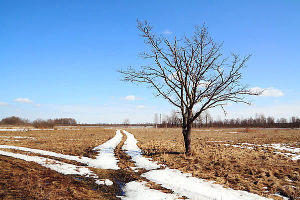 포토 JPG 해외이미지 나무 1 계절 도로 잎 겨울 밭 자연 하늘 건조 풍경 사람없음 목재 파란색 태양 노란색 환경 힘 침묵 봄 추위 흰색 나뭇가지 시골 고독 숲 그늘 허브 러시아 내추럴 수목 옛날 수평선 해외202004 해외포토 자연요소 식물 감정 유럽 길 컬러 농업 재료 교통시설 소리 생태계 파일형식 이미지허브