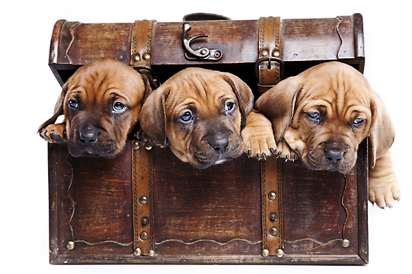 포토 JPG 해외이미지 동물 행복 얼굴 백그라운드 포유류 함께함 앉기 사람없음 반려동물 흰색 그룹 개 달콤 강아지 작음 자르기 송곳니 기르기 해외202004 해외포토 감정 컬러 컨셉 모션 신체부위 맛 치아 크기 돌봄 파일형식 이미지허브