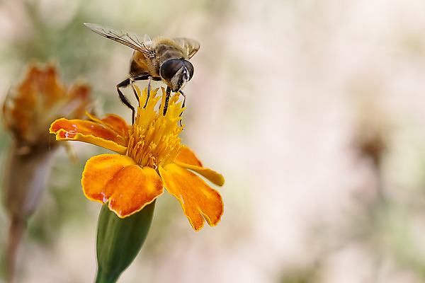 포토 JPG 해외이미지 식물 동물 1 꽃잎 꽃 야생동물 곤충 날개 자연 노동자 사람없음 야외 여름 파란색 갈색 노란색 줄무늬 재킷 터치 신선 선택 말벌 작음 수분 벌 싱글 바쁨 꽃가루 꿀 고립 효율 해외202004 해외포토 직업 계절 컬러 컨셉 무늬 외투 벌_곤충 크기 가루 생태계 파일형식 이미지허브