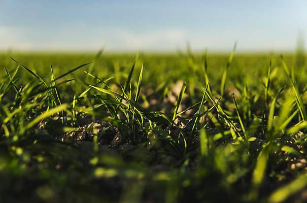 포토 JPG 해외이미지 식물 계절 음식 백그라운드 잎 밭 농업 자연 하늘 새로움 건강 씨앗 풍경 사람없음 초록색 여름 농작물 햇빛 농장 농경지 새싹 환경 흙 봄 성장 시골 신선 낟알 땅 시리얼 밀 유기농 보리 먼지 내추럴 모종 밭일 줄서기 호밀 세련 귀리 해외202004 해외포토 웰빙 산업 컬러 컨셉 모션 곡류 태양 생태계 파일형식 이미지허브