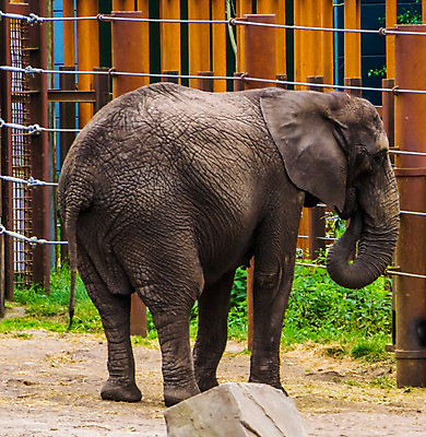 포토 JPG 해외이미지 동물 공원 여자 남자 야생동물 음식 포유류 아프리카 코끼리 동물원 종류 성인 사람없음 빨간색 입 보호 큼 먹기 사파리 신분 멸종 리빙 사하라 수유 이국적 인기 목차 해외202004 해외포토 공공시설 나라 컬러 컨셉 모션 사람 신체부위 사막 크기 파일형식 이미지허브