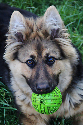포토 JPG 해외이미지 동물 행복 얼굴 공 사람없음 가로 초록색 반려동물 갈색 양치기 개 야간 해외202004 해외포토 자연요소 직업 감정 컬러 포유류 신체부위 파일형식 이미지허브