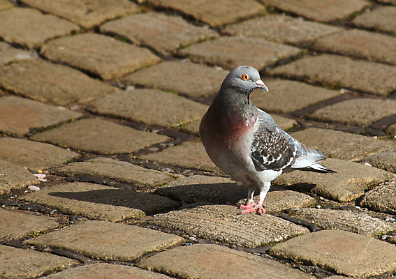 포토 JPG 해외이미지 야생동물 조류 거리 사람없음 햇빛 바위 도시 비둘기 타운 해외202004 해외포토 동물 태양 돌_바위 파일형식 이미지허브