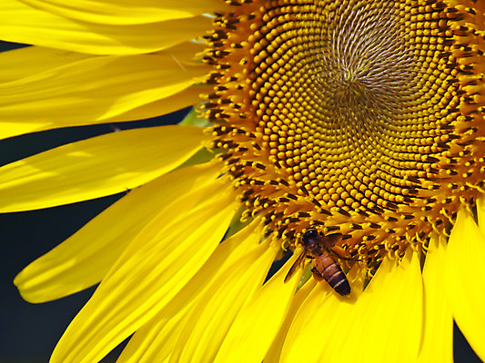 포토 JPG 해외이미지 식물 계절 꽃잎 꽃 행복 꽃무늬 농업 자연 해바라기 씨앗 사람없음 야외 컬러풀 농장 노란색 환경 정원 봄 성장 벚꽃 시골 작업 개화 닫기 수집 묘사 유기농 원예 꽃가루 꿀 꽃수술 밭일 해외202004 해외포토 웰빙 감정 산업 컬러 무늬 모션 취미 가루 생태계 파일형식 이미지허브