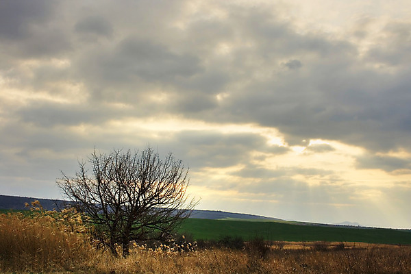포토 JPG 해외이미지 나무 구름 밭 농업 하늘 사람없음 초록색 노란색 봄 회색 시골 속도 대패 불가리아 해외202004 해외포토 자연요소 식물 계절 산업 컬러 파일형식 남유럽 이미지허브