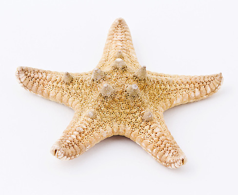 포토 JPG 해외이미지 모양 동물 1 디자인 별 야생동물 바다 여행 백그라운드 자연 휴가 조개 불가사리 연체동물 어류 사람없음 장식 가로 수중 스파 껍질 흰색 산호 자르기 오브젝트 싱글 생물학 기념품 암초 수족관 리빙 고립 앵무조개 해외202004 해외포토 자연요소 교육 컬러 모션 어패류 극피동물 무척추동물 수중동물 자포동물 생태계 파일형식 이미지허브