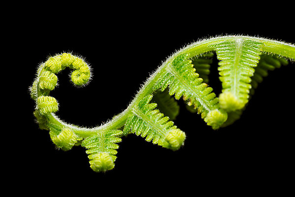 포토 JPG 해외이미지 모양 식물 계절 줄기 백그라운드 잎 곡선 자연 새로움 나선형 사람없음 야외 초록색 환경 정원 검은색 화목 봄 활발 성장 신선 닫기 숲 열대우림 유기농 원예 서식 생물학 내추럴 강렬 고립 양치류 이국적 해외202004 해외포토 웰빙 교육 선 컬러 컨셉 무늬 모션 취미 생태계 파일형식 이미지허브