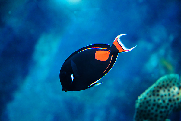 포토 JPG 해외이미지 사람없음 수중 수족관 해외202004 해외포토 파일형식 이미지허브