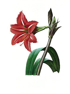 JPG 해외이미지 식물 꽃 꽃다발 일러스트 붓터치 수채화 사람없음 들꽃 그림 번짐 해외202004 해외일러스트 파일형식 효과 이미지허브