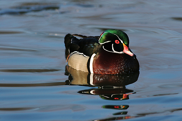 포토 JPG 해외이미지 동물 남자 호수 물결 야생동물 자연 조류 오리 사람없음 목재 옆모습 빨간색 초록색 물 파란색 강 컬러풀 반사 갈색 수영 가을 연못 깃털 부리 웅덩이 물새 계산서 해외202004 해외포토 자연요소 나무 계절 뷰포인트 컬러 재료 사람 수상스포츠 생태계 파일형식 이미지허브