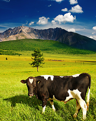 포토 JPG 해외이미지 주간 풍경 사람없음 야외 농경지 맑음 가축 목장 시골 소 송아지 산악지대 해외202004 해외포토 자연요소 동물 새끼 포유류 날씨 산 농장 파일형식 이미지허브