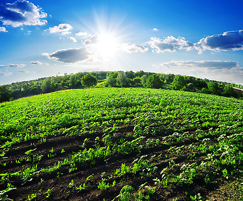 포토 JPG 해외이미지 나무 식물 구름 계절 산업 백그라운드 잎 밭 농업 자연 하늘 아침 날씨 해바라기 풍경 사람없음 야외 초록색 여름 파란색 태양 농장 일출 침묵 일몰 봄 새벽 성장 시골 저녁 숲 장면 밭일 해외202004 해외포토 주간 자연요소 꽃 컬러 노을 소리 야간 생태계 파일형식 이미지허브