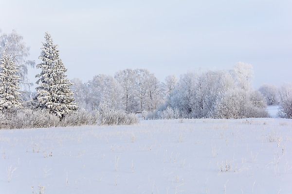 포토 JPG 해외이미지 나무 식물 구름 디자인 계절 공원 여행 백그라운드 크리스마스 겨울 밭 자연 하늘 날씨 산 풍경 사람없음 야외 목재 초록색 파란색 빛 갈색 환경 냉동 얼음 검은색 추위 흰색 나뭇가지 숲 언덕 서리 장면 상록수 침엽수 전나무 원뿔 내추럴 제설기 가문비나무 수평선 해외202004 해외포토 자연요소 도형 공공시설 기념일 컬러 농업 재료 생태계 제설 파일형식 이미지허브