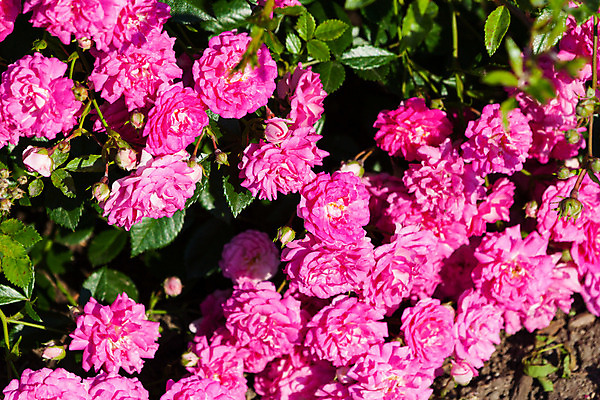 포토 JPG 해외이미지 식물 공원 꽃잎 꽃 꽃다발 백그라운드 잎 꽃무늬 밭 자연 추상 미술 사람없음 야외 장식 빨간색 초록색 여름 컬러풀 장미 정원 봄 벚꽃 축하 신선 개화 묘사 꽃봉오리 원예 아로마 꽃가루 진홍색 깊이 단아함 해외202004 해외포토 계절 공공시설 컬러 컨셉 무늬 농업 문화예술 취미 가루 생태계 파일형식 이미지허브