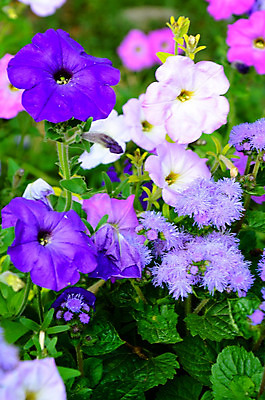 포토 JPG 해외이미지 식물 디자인 꽃잎 꽃 문화 분홍색 꽃다발 백그라운드 잎 꽃무늬 가족 자연 풍경 사람없음 야외 장식 초록색 여름 컬러풀 정원 보라색 활발 성장 벚꽃 흰색 개화 그룹 닫기 원예 조경 아로마 화단 내추럴 많음 피튜니아 해외202004 해외포토 계절 컬러 컨셉 무늬 관계 모션 취미 생태계 파일형식 이미지허브