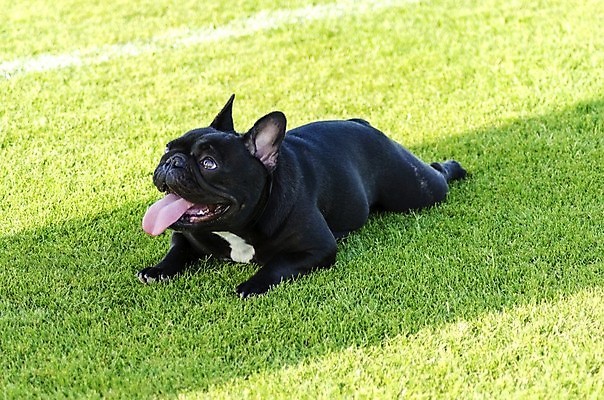 포토 JPG 해외이미지 동물 응시 공원 장난 포유류 털 건강 앉기 잔디 사람없음 야외 반려동물 믿음 검은색 가축 힘 활발 코트 흰색 표현 주름 개 작음 황소 근육질 부드러움 송곳니 프랑스어 기르기 동반자 복종 신앙심 유래 충실 힘찬 해외202004 해외포토 식물 문자 시선 공공시설 감정 컬러 컨셉 모션 근육 외투 감각 소 치아 크기 몸매 돌봄 파일형식 이미지허브