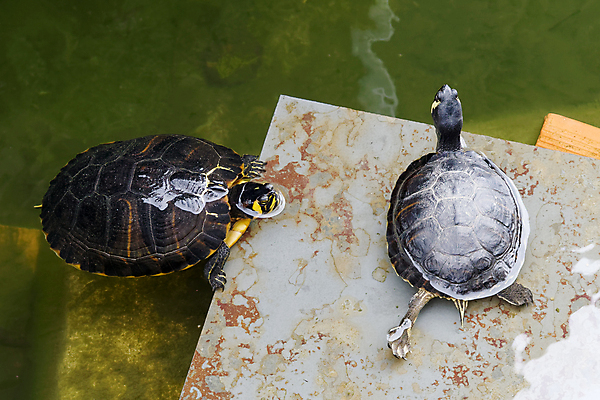 포토 JPG 해외이미지 동물 척추동물 유럽 백그라운드 2 패턴 파충류 자연 종류 양서류 사람없음 물 수영 껍질 흰색 연못 거북이 보호 작음 포르투갈 질감 눈금 꼬리 방패 느림 갑옷 동물상 이국적 집게발 해외202004 해외포토 자연요소 나라 컬러 컨셉 무늬 조형물 수상스포츠 보호장비 크기 생태계 파일형식 이미지허브