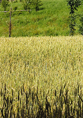 포토 JPG 해외이미지 나무 구름 계절 전통문화 밭 농업 하늘 그림자 옥수수 풍경 사람없음 초록색 여름 파란색 빛 농장 봄 줄무늬 가을 농촌 구멍 연결 작음 땅 심플 조경 일렬 시에나 평야 호밀 수평선 해외202004 해외포토 자연요소 식물 전통 산업 문화 컬러 무늬 자연 곡류 시골 크기 파일형식 이미지허브