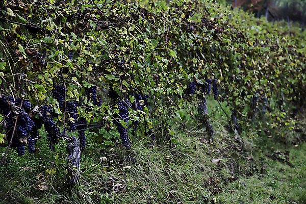 포토 JPG 해외이미지 음식 잎 농업 과일 자연 포도 사람없음 농경지 와인 수확 시골 포도나무 밭일 양조장 해외202004 해외포토 식물 산업 주류 농장 과일나무 생태계 파일형식 이미지허브