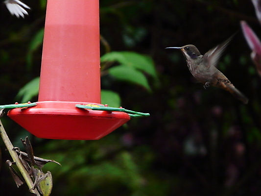포토 JPG 해외이미지 포즈 자연 사람없음 침묵 코스타리카 해외202004 해외포토 소리 중앙아메리카 생태계 파일형식 이미지허브