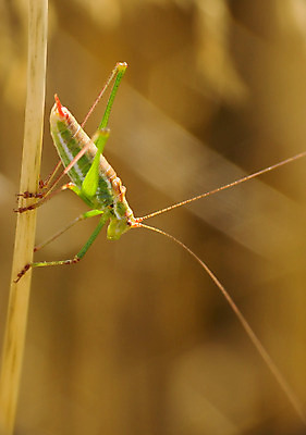 포토 JPG 해외이미지 곤충 자연 사람없음 초록색 노란색 시리얼 조랑말 귀뚜라미 해외202004 해외포토 동물 음식 컬러 말_동물 생태계 파일형식 이미지허브