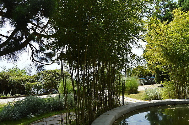 포토 JPG 해외이미지 나무 식물 공원 아시아 바다 여행 백그라운드 잎 농업 자연 휴가 열대 풍경 사람없음 야외 초록색 물 여름 빛 햇빛 정원 봄 젖음 성장 나뭇가지 연못 숲 그늘 시원함 대나무 양치류 이국적 많음 해외202004 해외포토 자연요소 계절 공공시설 나라 산업 컬러 컨셉 태양 생태계 파일형식 이미지허브