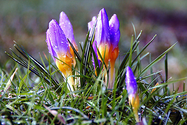 포토 JPG 해외이미지 꽃잎 꽃 전구 영국 사람없음 물 정원 보라색 봄 물방울 해외202004 해외포토 자연요소 식물 계절 유럽 컬러 파일형식 이미지허브