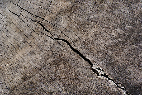 포토 JPG 해외이미지 나무 줄기 백그라운드 패턴 자연 날씨 사람없음 목재 갈색 손상 회색 성장 반지 거친 틈 균열 황폐 널 질감 다리찢기 내추럴 수목 옛날 해외202004 해외포토 식물 컬러 컨셉 무늬 재료 장신구 모션 생태계 파일형식 이미지허브