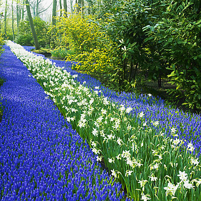 포토 JPG 해외이미지 식물 외관 계절 공원 꽃 유럽 자연 표면 사람없음 야외 파란색 노란색 정원 봄 흰색 네덜란드 원예 수선화 내추럴 서유럽 히아신스 많음 해외202004 해외포토 공공시설 나라 컬러 컨셉 취미 생태계 파일형식 이미지허브
