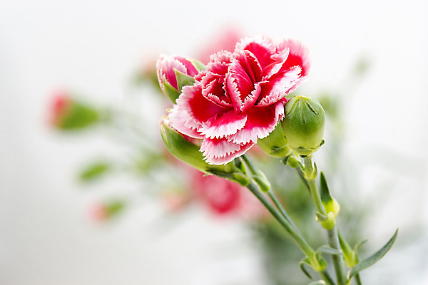 포토 JPG 해외이미지 꽃 사람없음 카네이션 해외202004 해외포토 식물 파일형식 이미지허브