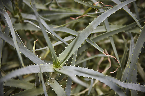 포토 JPG 해외이미지 식물 모래 잎 아프리카 자연 멕시코 선인장 사람없음 초록색 태양 정원 사막 바위 뜨거움 남아메리카 갈증 묘사 화단 아라비아 구성 마다가스카르 알로에 오아시스 이국적 항생제 해외202004 해외포토 자연요소 나라 컬러 북아메리카 아메리카 약 돌_바위 생태계 파일형식 이미지허브