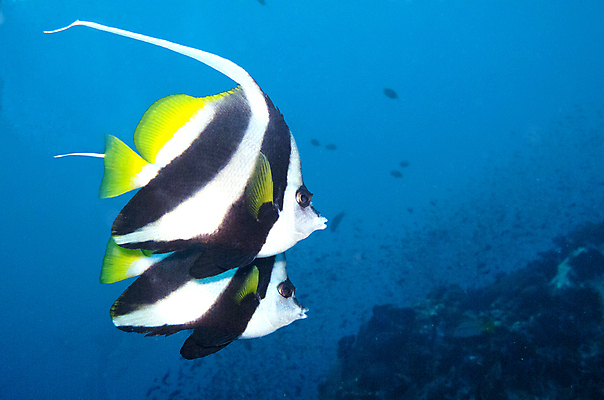 포토 JPG 해외이미지 배너 야생동물 바다 여행 학교 모션 자연 휴가 어류 풍경 사람없음 야외 파란색 바닷속 수중 수영 물방울 아래 다이빙 생물학 지느러미 내추럴 깊이 동물상 생태학 침몰 많음 해외202004 해외포토 동물 교육 컬러 컨셉 조형물 수중동물 수상스포츠 방향 생태계 위치 수중스포츠 파일형식 이미지허브