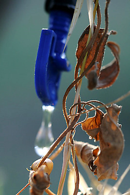 포토 JPG 해외이미지 디자인 백그라운드 패턴 표면 추상 사람없음 장식 물 파란색 정원 거품 추위 물방울 액체 닫기 떨어짐 물주기 질감 해외202004 해외포토 자연요소 컬러 컨셉 무늬 모션 파일형식 이미지허브