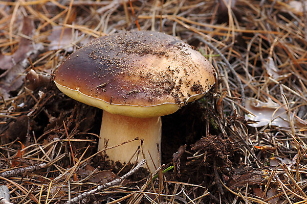 포토 JPG 해외이미지 자연 사람없음 갈색 버섯 모임 숲 침엽수 땅바닥 해외202004 해외포토 나무 컬러 바닥 생태계 파일형식 이미지허브